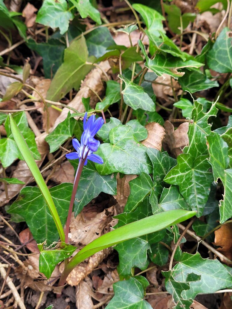 a small blue flower trumpet blooming against Ivy, and a