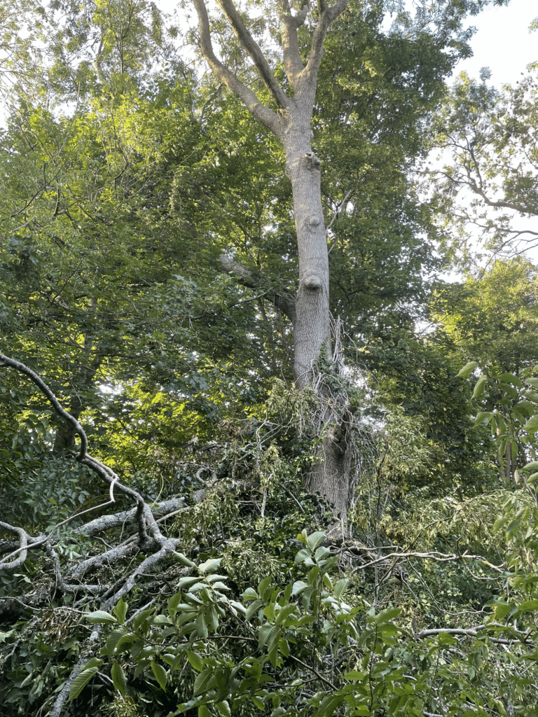 Image shows large branch fallen from substantial tree, causing damage to surrounding scrub